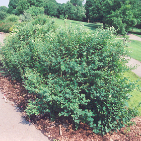 How to Grow and Care for Common Snowberry