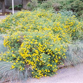 Ricks Garden Center  Goldfinger Potentilla #5