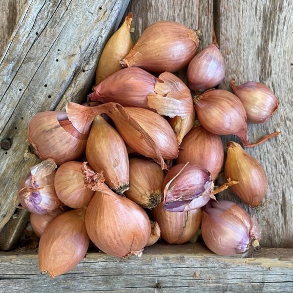Shallot Red Certified Organic