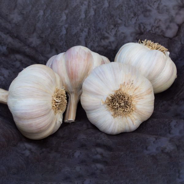 Garlic Amish Rocambole Certified Organic