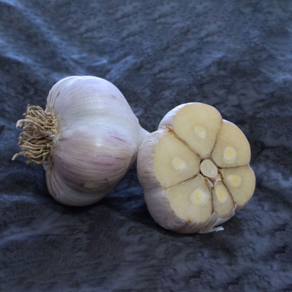 Garlic Northern White Certified Organic