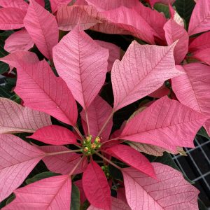 Poinsettia 4.5in Pink