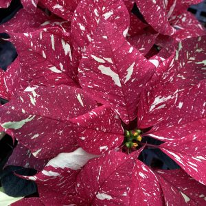 Poinsettia 4.5in Jingle Bells