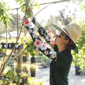 Ricks Garden Center  Honeycrisp Apple #7